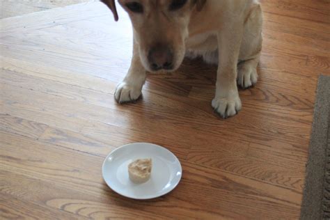 Good Clean Fun: Cold & Refreshing Frozen Dog Treats