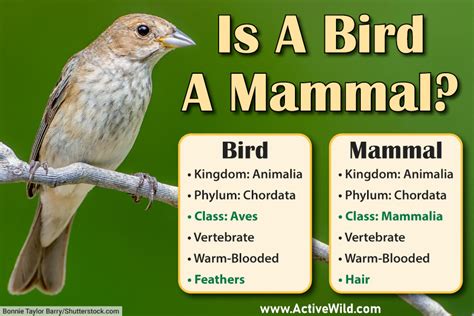 Aves Animals