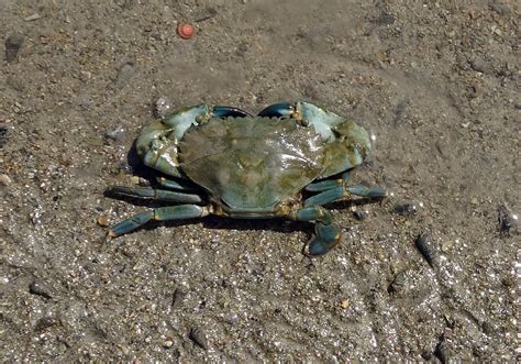 Edit free photo of Mud crab,crab,scylla serrata,mangrove crab,estuarine ...