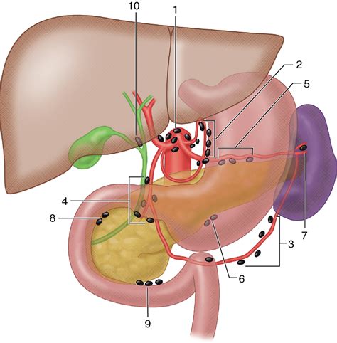 Superficial Inguinal Lymph Nodes Cadaver