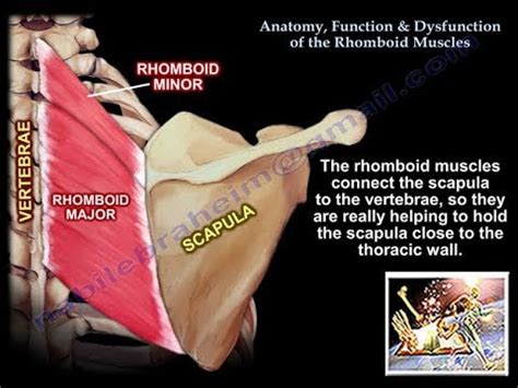 Rhomboid Attachment