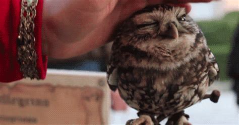 cute owls on Tumblr