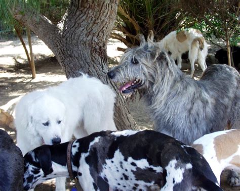 Gentle Giants Rescue and Adoptions