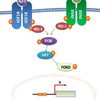 Insulin/insulin-like growth factor-1 (IGF-1) signaling (IIS) is a major ...