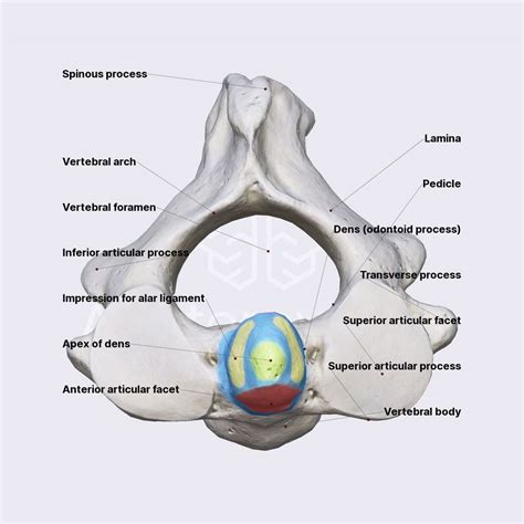 Dens Anatomy