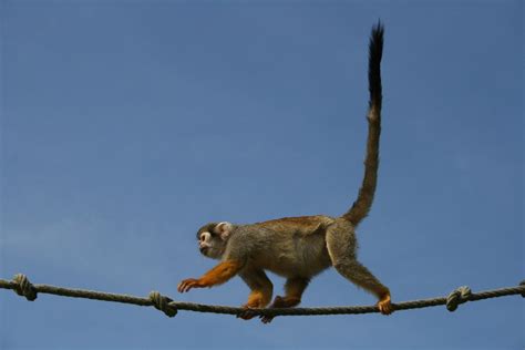 Free walking monkey Stock Photo - FreeImages.com