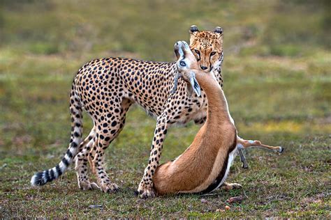 Cheetah With Prey Photograph by Xavier Ortega - Fine Art America