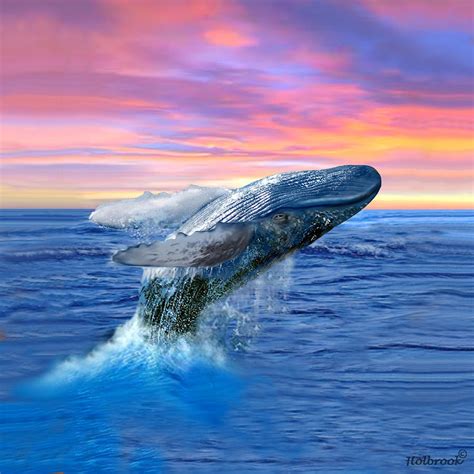 Humpback Whale Breaching - Breaching Humpback Whale - Stock Image ...