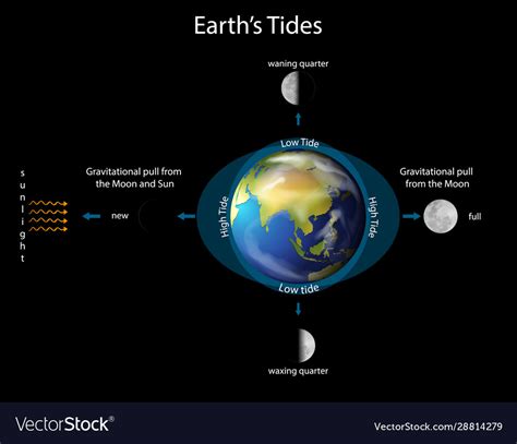 Diagram showing earth tides with and moon Vector Image