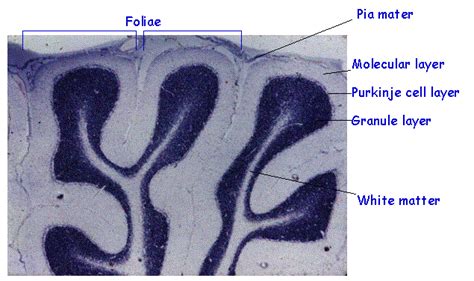 Cytoarchitecture of the Cerebellum