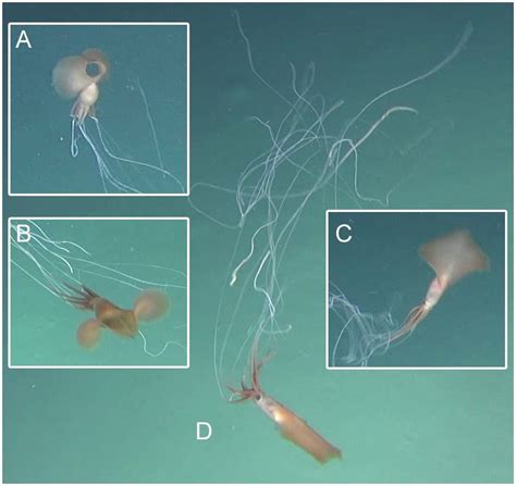 Rare squid with 'elbow' tentacles baffles scientists in spooky new ...