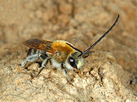 Biodiversity Gatwick: Roving Records: Un-bee-lievable find in the North ...