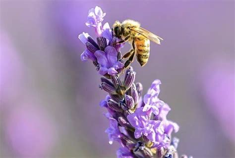 HONEY BEES & POLLINATION - Pahrump Honey Company