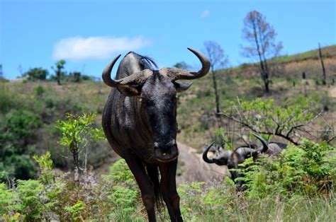 Phezulu Safari Park - Bothas Hill, South Africa