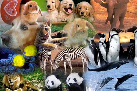 Todos Los Animales: ¿Como son los animales?