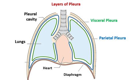 Pleura – Anatomy QA