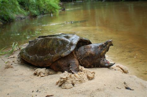 Alligator Snapping Turtle Facts and Pictures | Reptile Fact