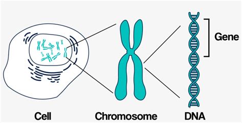 Dna, Chromosomes, And Genes - Genetics Inheritance - Free Transparent ...