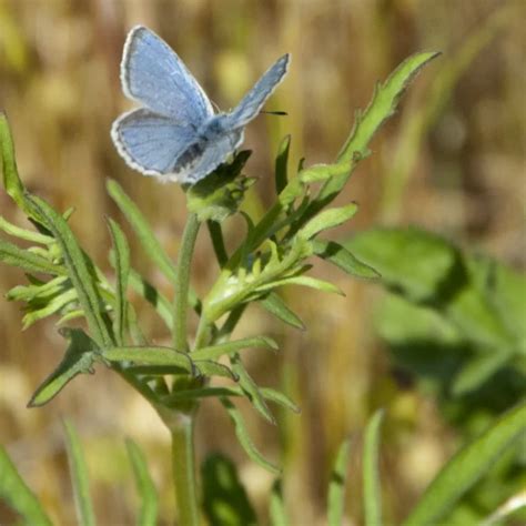 Mission blue butterfly - Facts, Diet, Habitat & Pictures on Animalia.bio