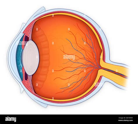 Cross section diagram of human body Cut Out Stock Images & Pictures - Alamy