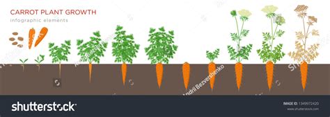 Carrot Plant Growth Stages Infographic Elements Stock Vector (Royalty ...