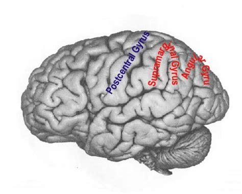 Parietal Lobe