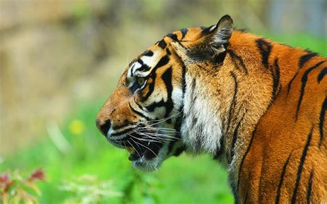 Download wallpaper for 2560x1024 resolution | Tiger face side view ...