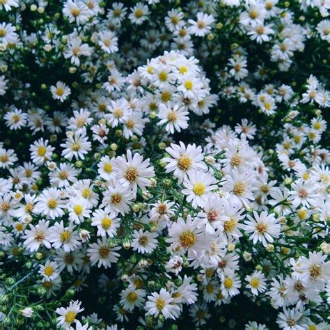 Aster flower meaning • Discover the true meanings of this beautiful flower