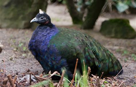 Congo Peafowl | The Animal Facts | Appearance, Diet, Habitat, Behavior