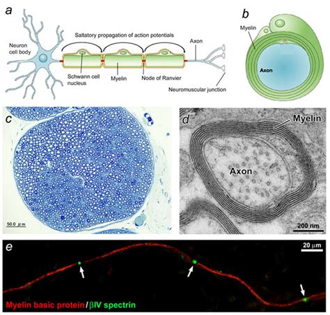 Myelinated And Unmyelinated Nerve Fibers