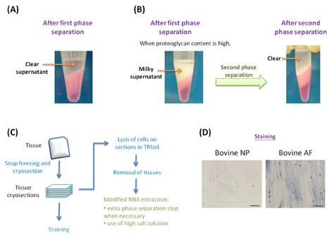 Lysis Buffer Recipe For Rna Extraction – Besto Blog