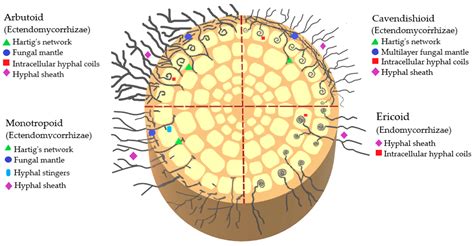 Mycorrhizal Symbiosis of Ericaceous Plants | Encyclopedia MDPI