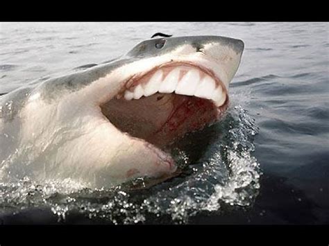 Funny Great White Shark Attack & Shark Fishing - Jaws Sharks ...