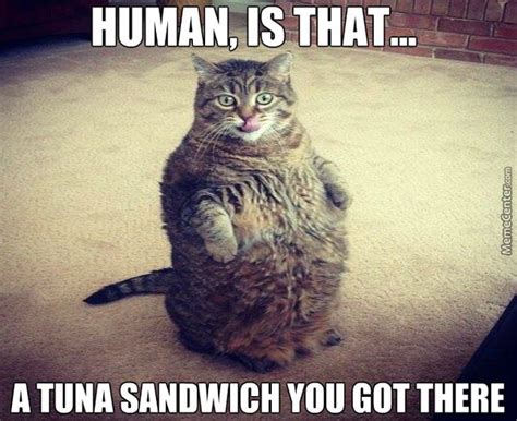 Best Fat Cat Memes - Funny Fat Cat Pictures with Quotes