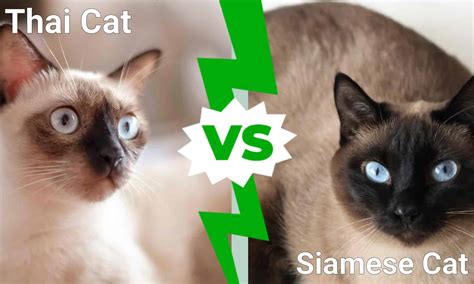 Thai Cat vs. Siamese Cat - A-Z Animals