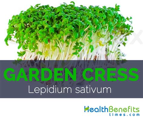 Garden Cress Facts, Health Benefits and Nutritional Value