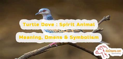 #39 Turtle Dove : Spirit Animal – Meaning, Omens & Symbolism