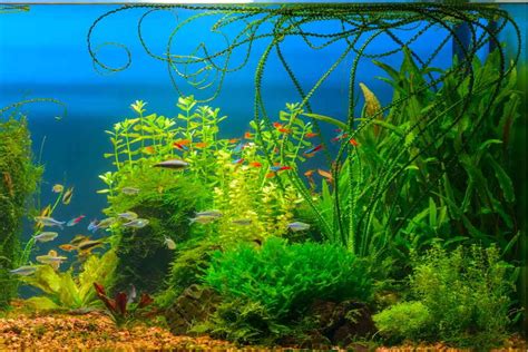 10 Best Background Plants for Beginner Freshwater Aquariums - Aquarium ...