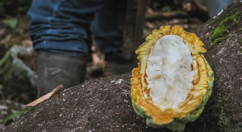 Colombia Adventures | Visiting a Cacao Farm in Colombia