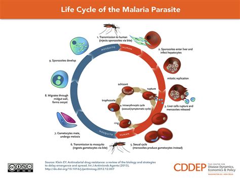 life cycle of plasmodium with diagram - Hayley Bostic