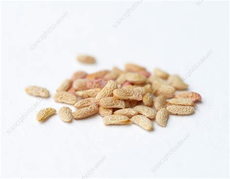 Raspberry seeds - Stock Image - C027/3255 - Science Photo Library