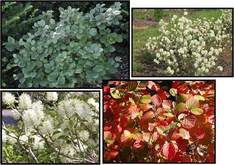 DWARF FOTHERGILLA – Hinsdale Nurseries – Welcome to Hinsdale Nurseries