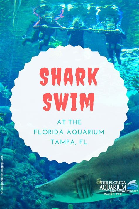 How to Swim with Sharks in Florida – Zen Life and Travel