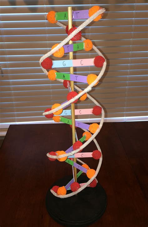 Dna Model Project Materials