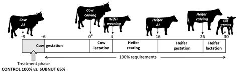 Animals | Free Full-Text | Effects of Developmental Programming Caused ...