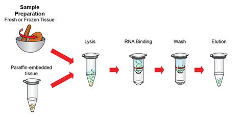 Lysis Buffer Recipe For Rna Extraction - Infoupdate.org