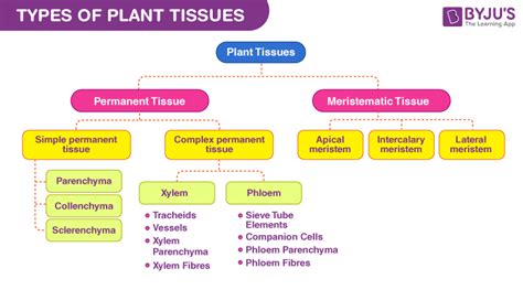 Plant tissue | Types Of Plant Tissue System & Their Function