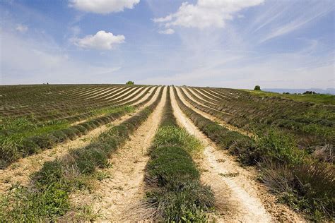 Lavender field – License image – 70200277 lookphotos