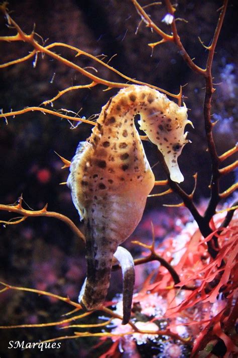 Oceanario de Lisboa in #Lisbon, Portugal is considered #2 best Aquarium ...