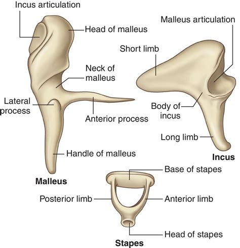 Medical dictionary, Medical engineering, Medical terms